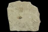 Fossil Seed- Green River Formation, Utah #108824-1